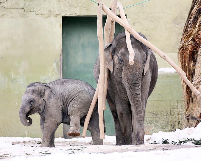 Winterimpressionen aus dem Tierpark Hellabrunn: Elefantenbaby Ludwig und seine Mutter Temi, spielen auf der Außenanlage mit Ästen.