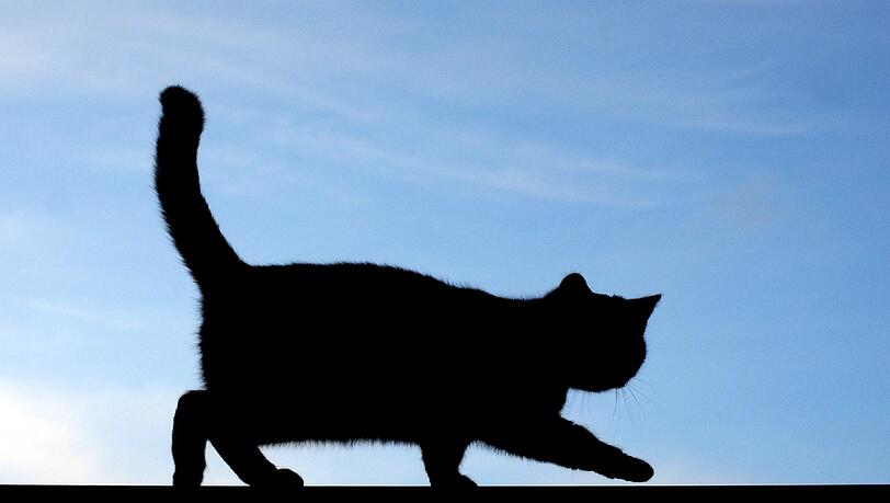 Eine schwarze Katze landete plötztlich in der Wohnung einer 45 Jahre alten Münchnerin. Eine schwarze Katze landete plötztlich in der Wohnung einer 45 Jahre alten Münchnerin.