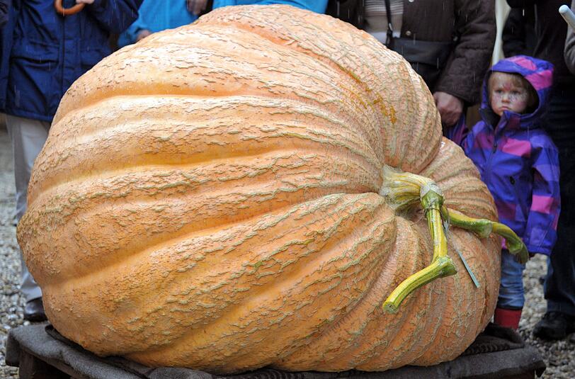 Ein "Atlantic Giant"-Kürbis (Curcurbita maxima) liegt am 29.09.2012 in Schwabhausen während der bayerischen Kürbismeisterschaft auf einer Palette.