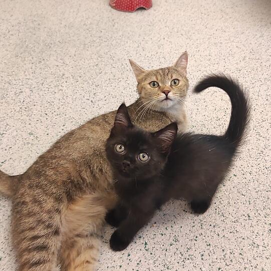 Die beiden Europäischen Kurzhaarkatzen Milli (2) und Vanilli (7 Monate) wünschen sich eine Wohnung mit Balkon. Sie sind sehr verschmust, gerade Milli ist anhänglich und liebt es, im Arm zu liegen. Beide Katzen brauchen spezielles Ziegenfleischfutter.