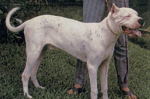 Hunde der Rasse Dogo Argentino werden als gefährlich eingestuft. (Archivbild)