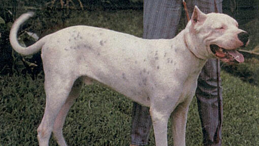 Hunde der Rasse Dogo Argentino werden als gefährlich eingestuft. (Archivbild) Hunde der Rasse Dogo Argentino werden als gefährlich eingestuft. (Archivbild)