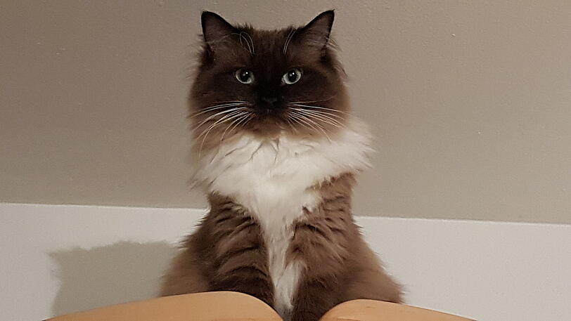 Kira