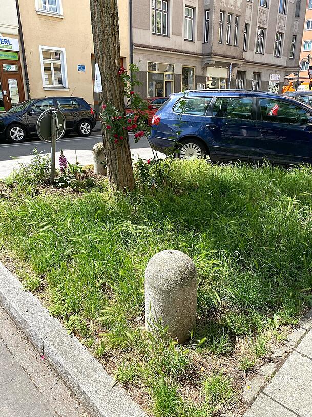 Auch in diesem Grünfleckerl an der Clemensstraße: Mäuse-Gerste. Auch in diesem Grünfleckerl an der Clemensstraße: Mäuse-Gerste.