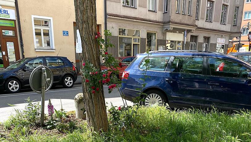 Auch in diesem Grünfleckerl an der Clemensstraße: Mäuse-Gerste. Auch in diesem Grünfleckerl an der Clemensstraße: Mäuse-Gerste.