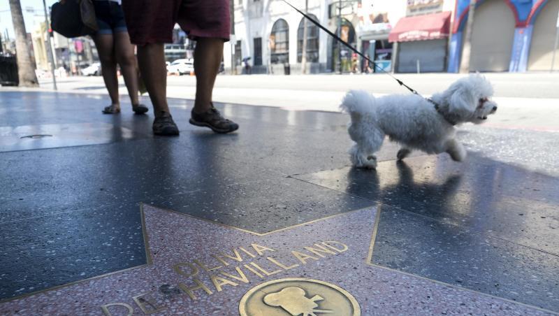 Schauspielerin Olivia de Havilland hat auf dem Hollywood Walk of Fame einen Stern. Schauspielerin Olivia de Havilland hat auf dem Hollywood Walk of Fame einen Stern.