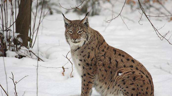 Einen Luchs zu entdecken, gleicht einem Sechser im Lotto. (Symbolbild)