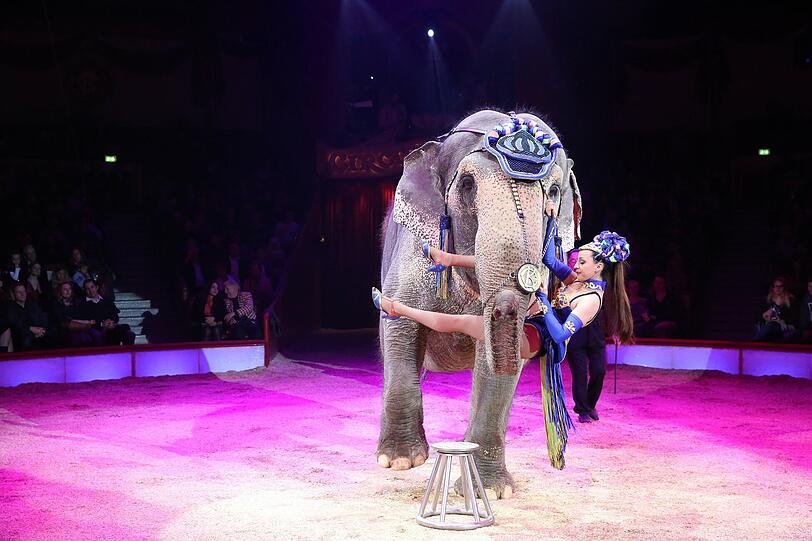 Jana Lacey-Krone mit Elefant.