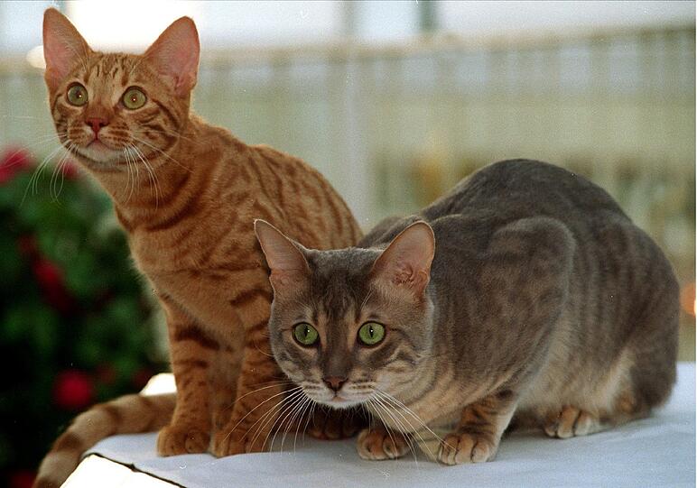 Aus der verrauchten Wohnung konnten zwei Katzen unversehrt gerettet werden. (Archivbild)