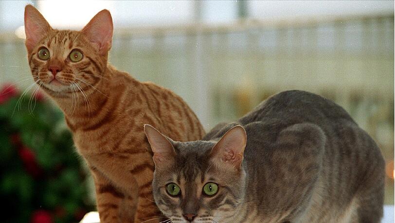 Aus der verrauchten Wohnung konnten zwei Katzen unversehrt gerettet werden. (Archivbild) Aus der verrauchten Wohnung konnten zwei Katzen unversehrt gerettet werden. (Archivbild)