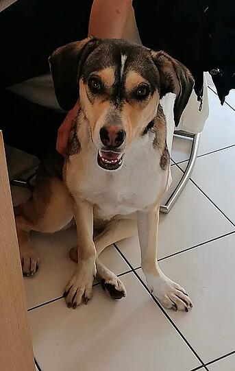Maya
