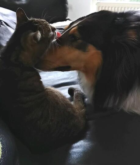 Hund Brix (Amerikanischer Collie) und Hauskatze Lucia