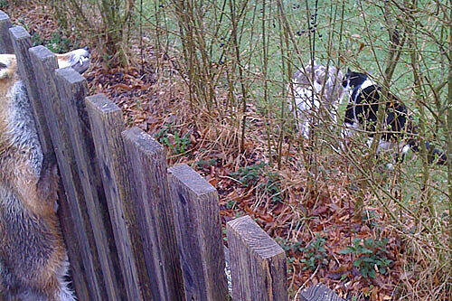 Makaberer Fund in Eching am Ammersee im Jahr 2010: Beim nächtlichen Versuch, einen Hühnerstall zu plündern, geriet ein Fuchs in einen Gartenzaun. Offenbar ist das Tier kurz und schmerzlos an einem Genickbruch gestorben.