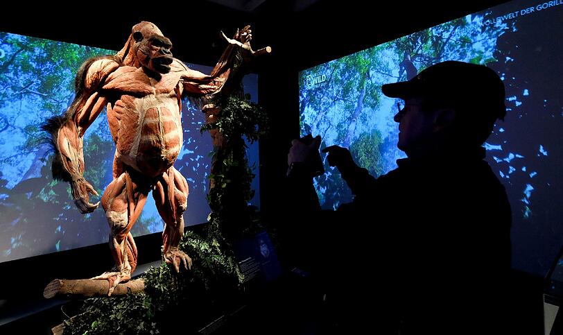 Ein plastinierter Gorilla ist am 15.01.2016 im Naturhistorischen Museum in Braunschweig (Niedersachsen) in der Ausstellung "Körperwelten der Tiere" zu sehen. Das Museum präsentiert vom 16. Januar bis zum 10. April 2016 Gunther von Hagens' KÖRPERWELTEN der Tiere. Im Zentrum der Sonderausstellung stehen Plastinate sowohl von Haustieren als auch von exotischen Tieren
