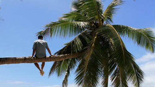 Urlaubstraum: Entspannung auf einer Palme, Foto: C. Ottilie