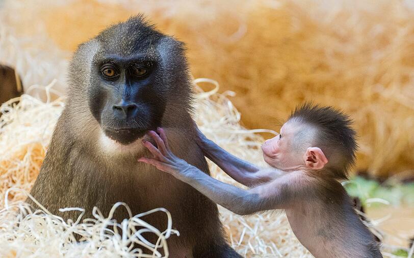 Nicht ohne meine Mama: Das Affenbaby Pinto ist der jüngste Nachwuchs bei den Drills in Hellabrunn.