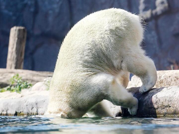 Die Sonne scheint, die Temperaturen steigen und damit stellen sich zuverlässig immer wieder dieselben Fragen: Was bringt Abkühlung? Eisbärmädchen Nanook aus dem Zoo Gelsenkirchen weiß es: kopfüber untertauchen.
