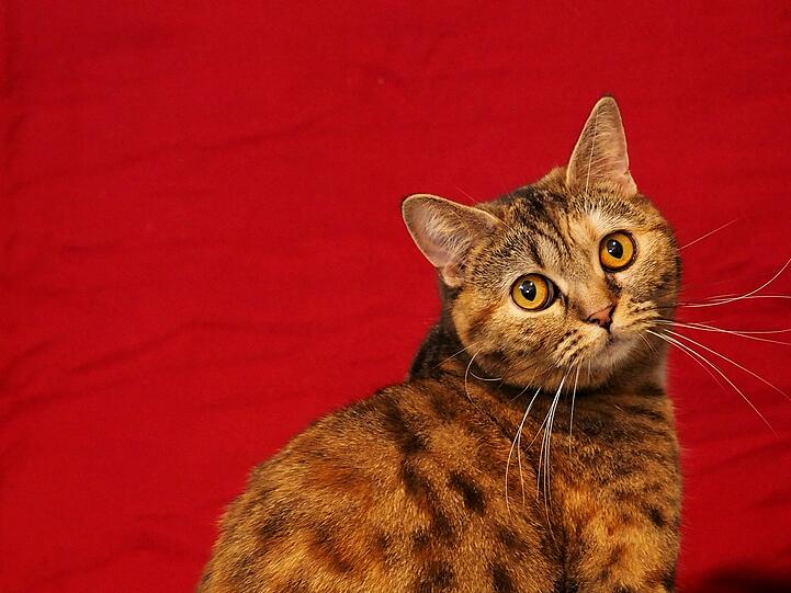 Sissi