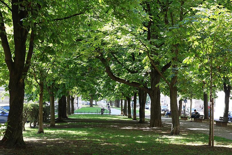 Grün in der grauen Maxvorstadt: die Allee vor der Alten Pinakothek.