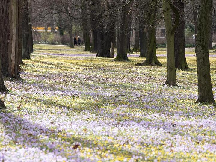 In Dresden blühen im Februar die Blumen. Bundesweit lagen die Wintermonate mit im Schnitt 4,1 Grad um 3,9 Grad über dem Wert der international gültigen Referenzperiode von 1961 bis 1990.