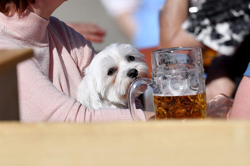 A Maß für&rsquo;s Zamperl: Oder leben Hunde doch alkoholfrei?