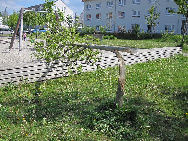 Auch Bäume haben die Fremden hier am Rand beschädigt.