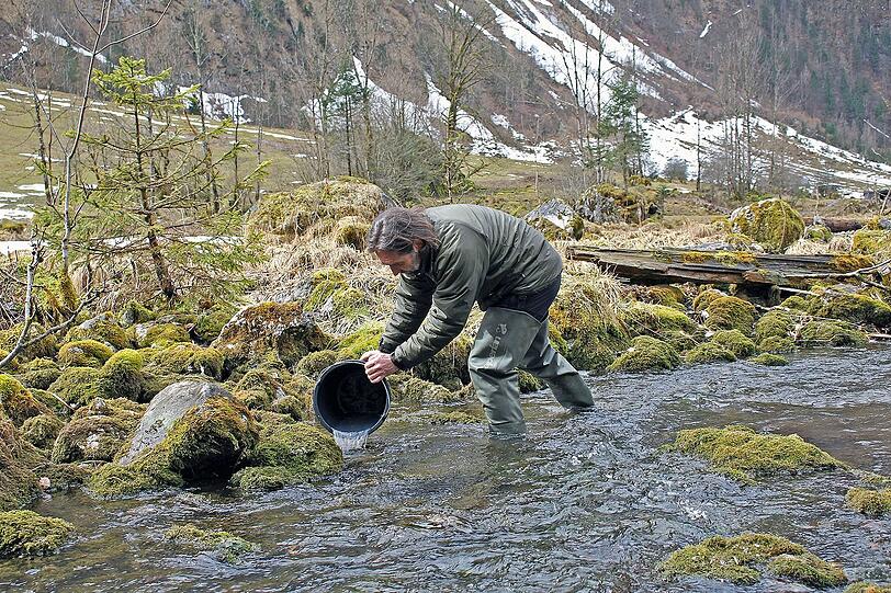 Ein Mitarbeiter setzt Brütlinge in den Saletbach zwischen Obersee und Königssee aus.