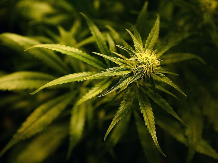 Dresdner Zollfahnder haben Marihuana mit einem Verkaufswert von etwa 2,2 Millionen Euro sichergestellt.