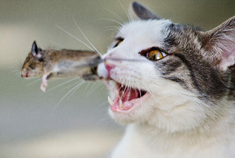Mit dem Essen spielt man nicht, oder doch? Eine Katze wirft eine Maus in die Luft, die sie gerade erbeutet hat.