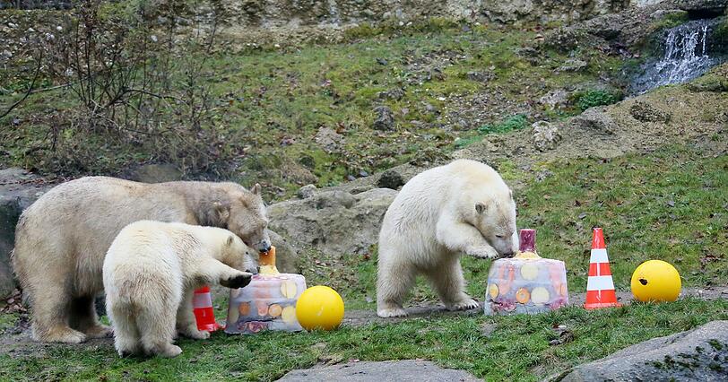 Die schönsten Bilder vom ersten Geburtstag der Münchner Eisbären-Zwillinge Nela und Noby mit ihrer Mutter Giovanna.