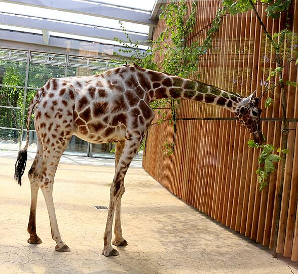 Die Giraffen inspizieren ihr neues Zuhause.