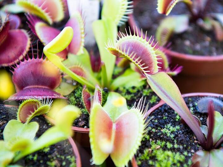 Eine Venusfliegenfalle (Dionaea muscipula): Fleischfressende Pflanzen sind bei Inneneinrichtern im Trend.