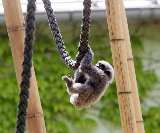 Mia ist die jüngste der fünfköpfigen Silbergibbon-Familie im Tierpark Hellabrunn.