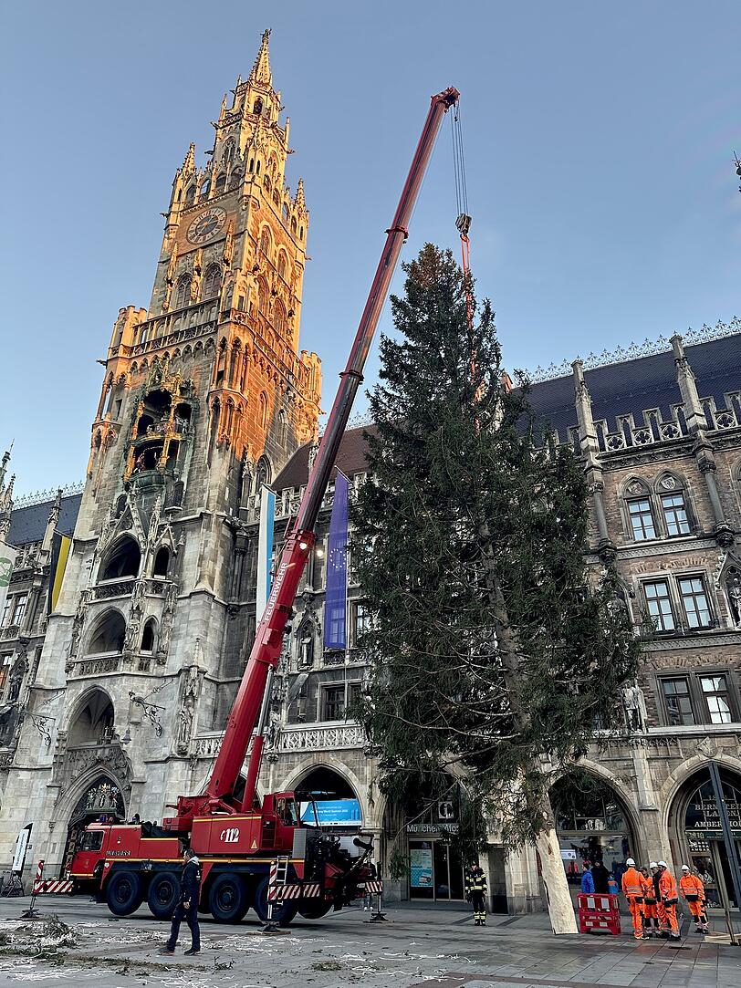 Leicht schwankend nähert sich die Fichte ihrem Platz. Leicht schwankend nähert sich die Fichte ihrem Platz.