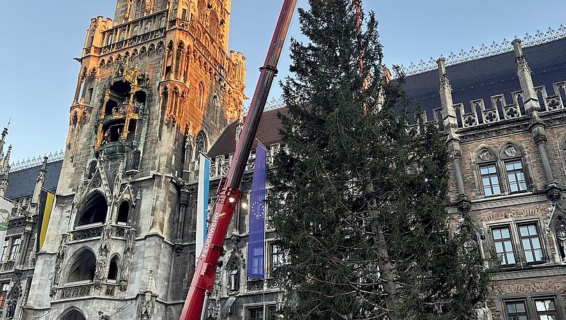 Leicht schwankend nähert sich die Fichte ihrem Platz. Leicht schwankend nähert sich die Fichte ihrem Platz.