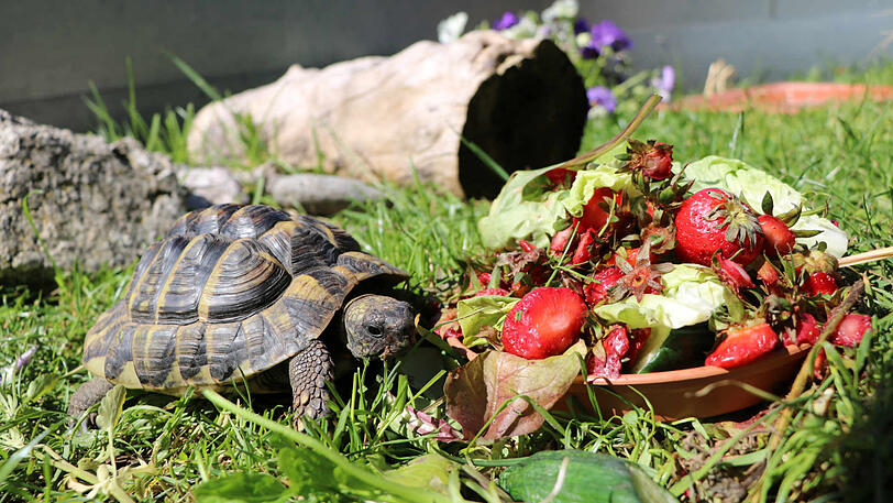 Seit Samy wieder daheim ist, lässt er es sich gut gehen: Schon zum Frühstück gibt es Salat mit Erdbeeren.