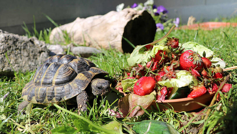 Seit Samy wieder daheim ist, lässt er es sich gut gehen: Schon zum Frühstück gibt es Salat mit Erdbeeren. Seit Samy wieder daheim ist, lässt er es sich gut gehen: Schon zum Frühstück gibt es Salat mit Erdbeeren.