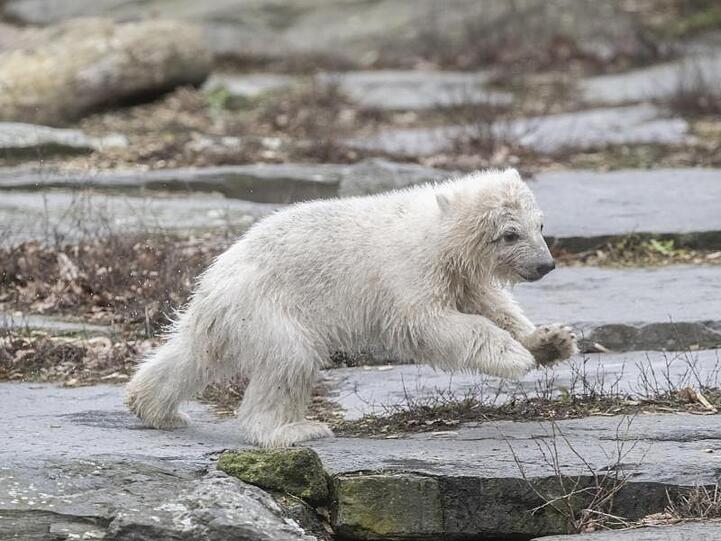 Sie mag den Berliner Regen: Die noch namenlose Eisbärin im Tierpark.