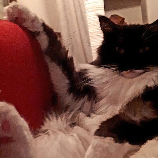 Lolinchen