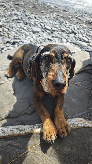 Matilda: Ist es ein zu groß geratener Dackel oder steckt da noch ein Terrier mit drin? Wir wissen es nicht. Auf alle Fälle ist Matilda unser Staubsauger auf vier Beinen und der liebste Familienhund, den man sich vorstellen kann.
