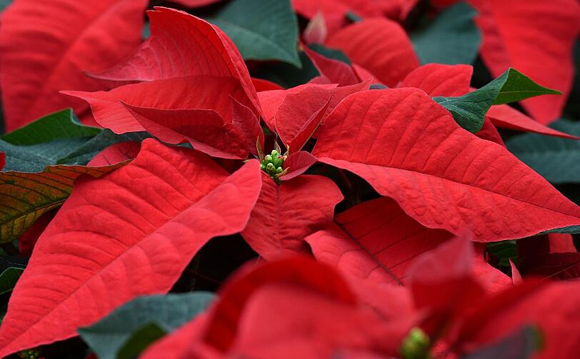 Die richtige Antwort ist B: Euphorbia pulcherrima.