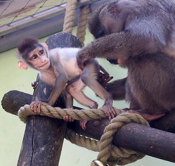 Auch ohne Kurs einen Besuch wert: Der Tierpark Hellabunn. Besonders süß: Das Drill-Baby von Affen-Mutter Afi.