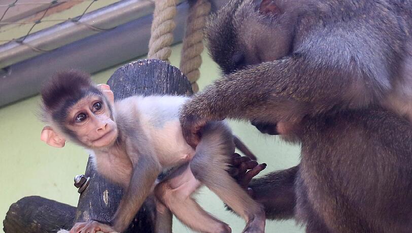 Auch ohne Kurs einen Besuch wert: Der Tierpark Hellabunn. Besonders süß: Das Drill-Baby von Affen-Mutter Afi. Auch ohne Kurs einen Besuch wert: Der Tierpark Hellabunn. Besonders süß: Das Drill-Baby von Affen-Mutter Afi.