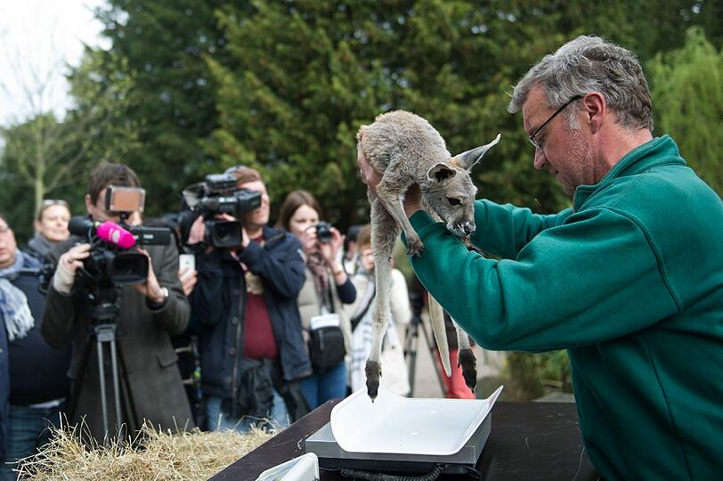 Tierpfleger Thomas Feierabend wiegt während der Inventur beim Tierpark Hagenbeck in Hamburg das Känguru Josef (3,87 kg).