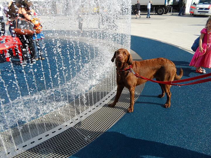 Feucht-fröhliche Brunnen-Eröffnung an den Pasing Arcaden: Vor allem die Kinder hatten einen Riesenspaß - aber auch Erwachsene und sogar Hunde waren angetan.
