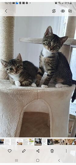 Kira und Kimba