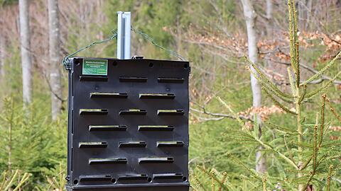 Mit Pheromon-Fallen werden Borkenk&auml;fer angelockt. Sie folgen dem Duft und fallen in den Kasten. W&ouml;chentlich werden die gesammelten Borkenk&auml;fer gez&auml;hlt. (Handout)