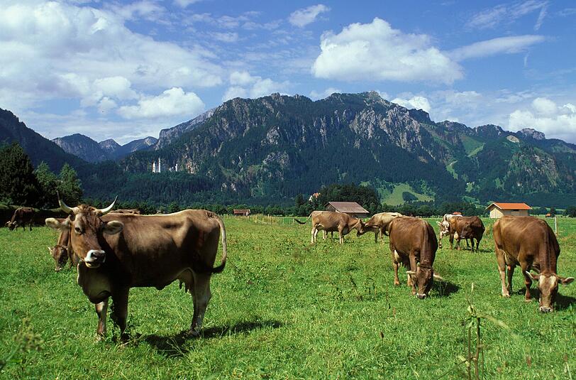 Allgäuer Alptradition: Diese seit dem Hochmittelalter belegte Wirtschaftsform hat das Kulturlandschaftsbild und die Gesellschaft im Allgäu nachhaltig geprägt. In Zeiten ökologischer Landwirtschaft gewinnt sie wieder an Bedeutung.