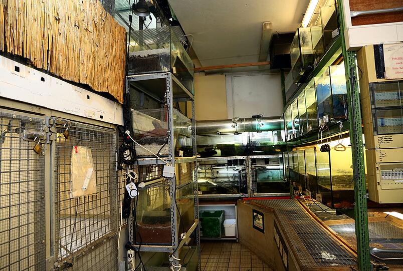 Bis zur Decke sind Terrarien mit Wasserschildkröten und Fischen gestapelt.