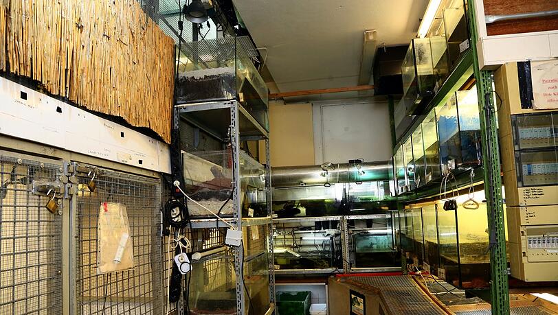 Bis zur Decke sind Terrarien mit Wasserschildkröten und Fischen gestapelt. Bis zur Decke sind Terrarien mit Wasserschildkröten und Fischen gestapelt.